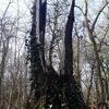 1er mars : Un nouveau chêne tombé en travers de la rigole de la Fosse Renaud