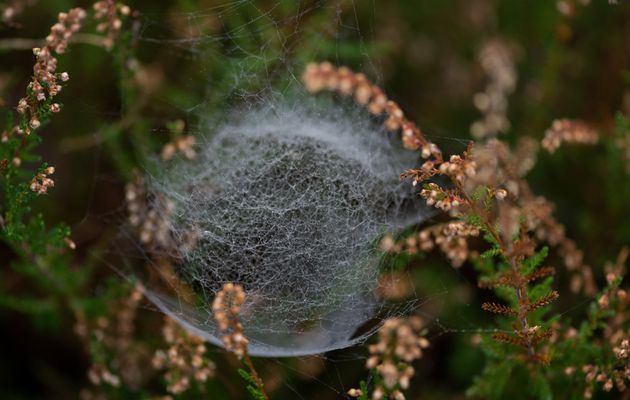 Images arachnéennes