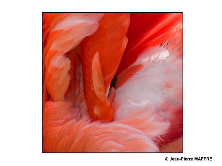 Que de plumes ! Moulin rouge, Folies Bergères, Lido ? Raté : Flamants roses tout simplement.