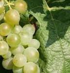 #Müller Thurgau Producers Australia Vineyards 