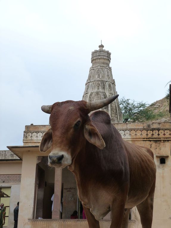 Jaipur