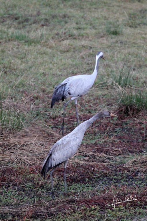 Grues cendrées