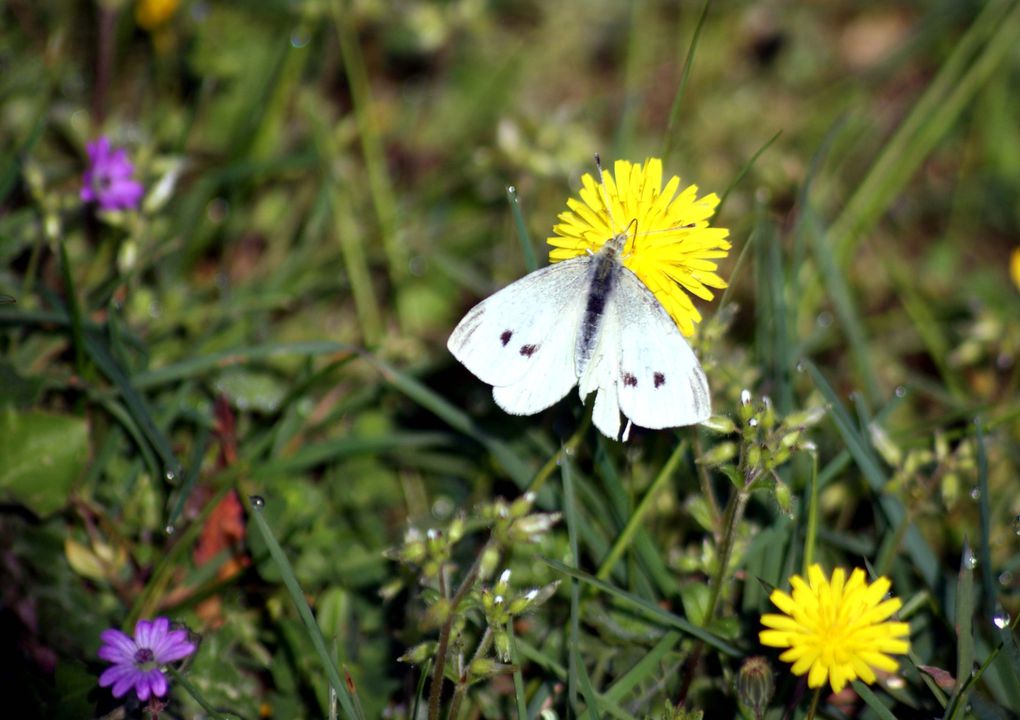 Album - Insectes-volants