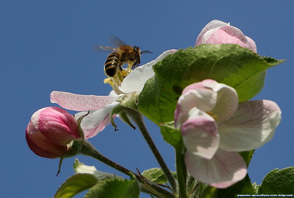 Pommier-en-fleurs-et-abeilles