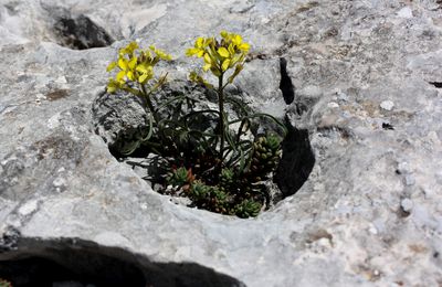 Début du mois de Mai sur les sentiers de la Sainte Baume