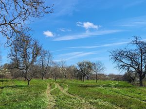 Les arbres en fleurs, muscaris et magnolias...