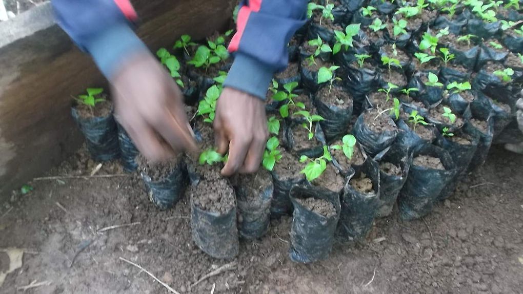 les jeunes plantes de piments retirées en pépinières sont soigneusement séparés du lot, et poursuivront leurs evolutions dans des sachets