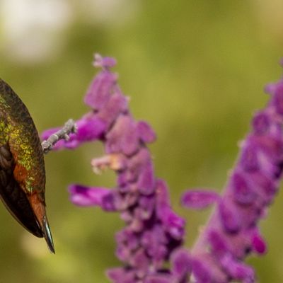 Colibris - Hummingbirds - San Juan de Capistrano (California)