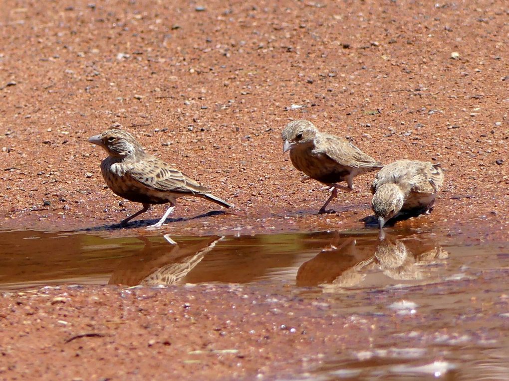 Du chaud au froid, Namibie la côte Atlantique, retour précipé !