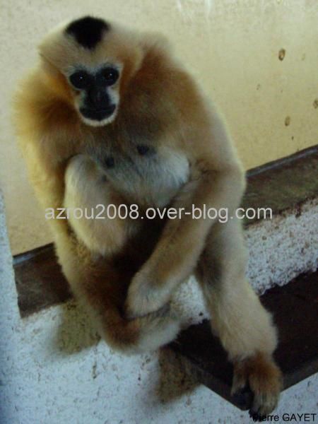 capucins moines (Cebus capucinus) et bruns (Cebus apella), gibbons, lemurs, tamarins et marmosets