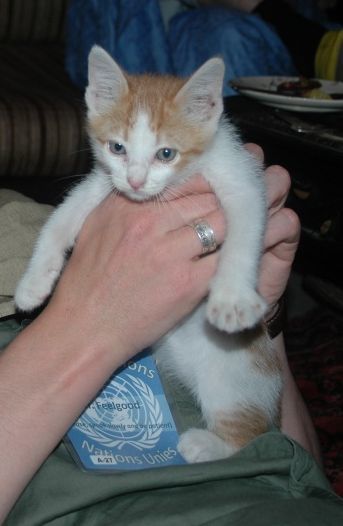 Le petit chaton recueilli dans les poubelles et vite habitué à une vie de luxe et de croquettes à volonté...