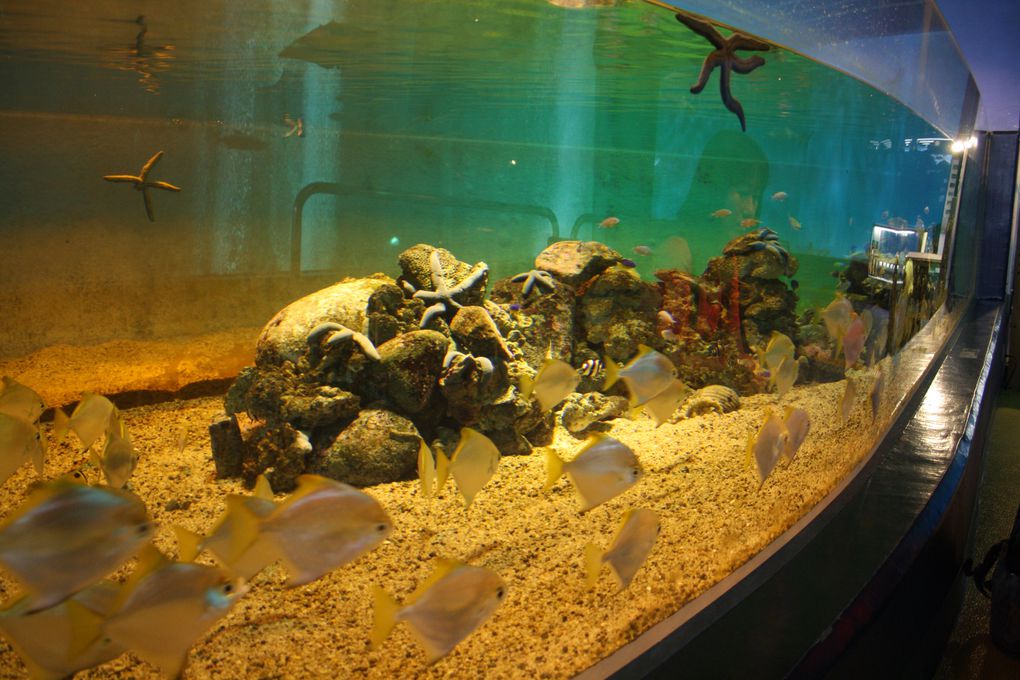 Le petit aquarium d'Hakone