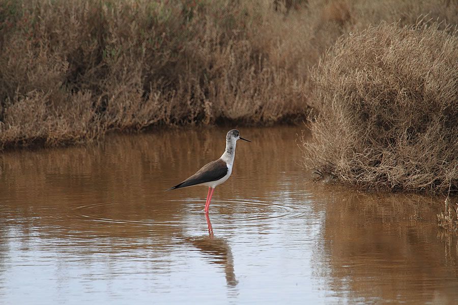 Album - Faune-Oiseau-11