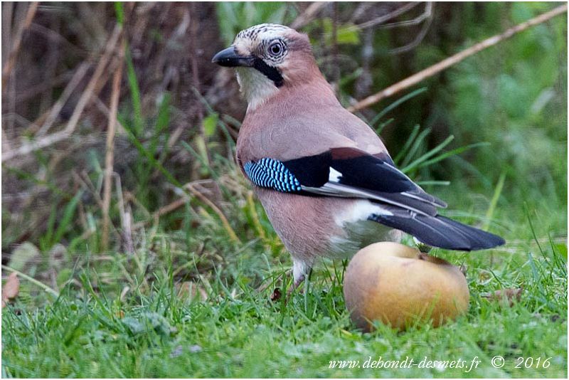 Le Geai des chênes apprécie les fruits comme les pommes