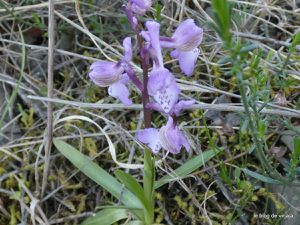 les orchidées sauvages