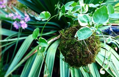 Opération Kokedama: un jeu d'enfants! #jardinsuspendu