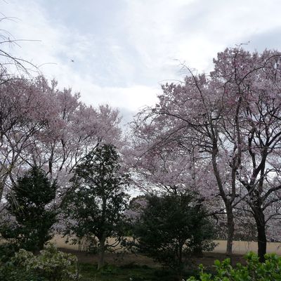 Hanami & Sakura