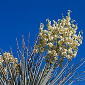 A Yucca Bouquet