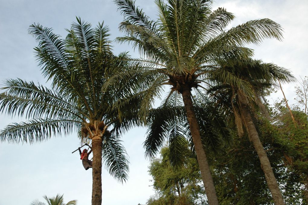 Séjour au Sénégal avec un break en Casamance.