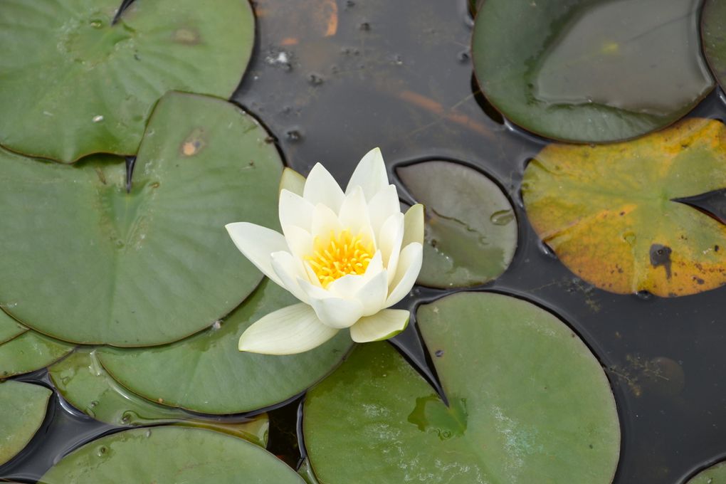 Sortie au jardin des nénuphars GS Rencontre avec...