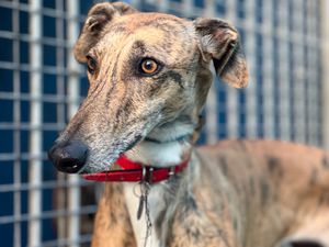 jeune levrier galga bringée âgée d' 1/2an,  a l adoption en France chez sos chiens galgos