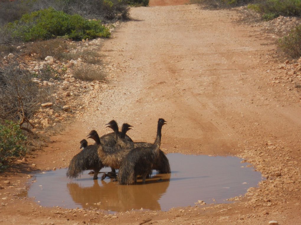 Un aperçu du WA en plein été, sous une moyenne de 42°C.