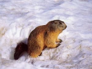 Jour de la Marmotte