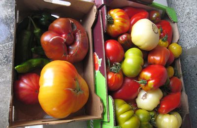 Des belles tomates du 1er juillet au 1er décembre