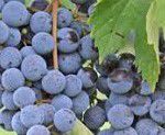 #Saint Vincent Wine  Producers New Hampshire Vineyards