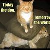Image du Net #61 : Quand les chats viennent à bout des chiens...