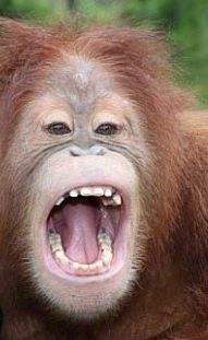 L'orang-outan qui voulait se prendre pour un boeuf