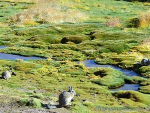Arica, Putre, Paso Chungara (Chili en camping-car)