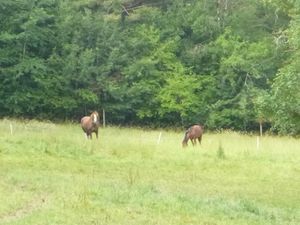 Au galop!