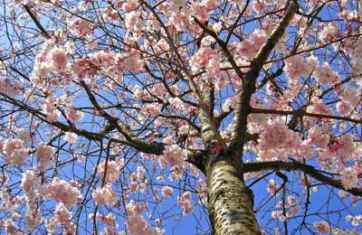 Un petit air de printemps...