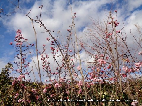 Mon jardin Le Clos fleuri en février 