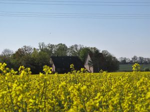 Der Raps und die Sonne