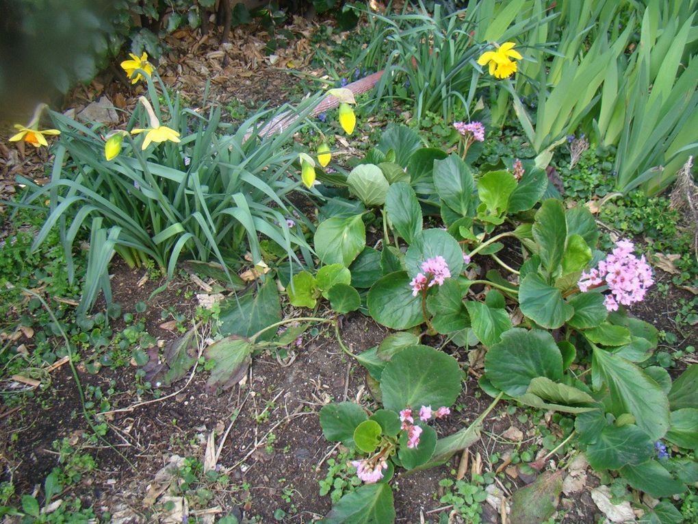 Chipie au jardin