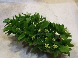 muguet
