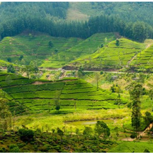 Point de vue : La poussée en faveur de l'agriculture biologique du Sri Lanka menace de faire reculer les progrès agricoles