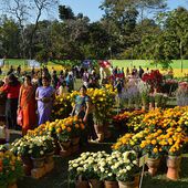File:Annual Flower Show - Agri-Horticultural Society of India - Alipore - Kolkata 2013-02-10 4898.JPG - Wikimedia Commons