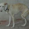 moi galgos de 8 ans mon nom GUS asociacion evolucion