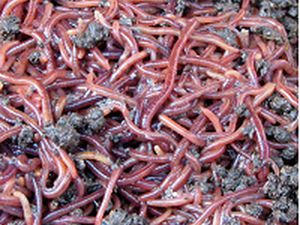 Les petits crabes verts des rochers, (favouille en Provençal) et le confinement. Galéjade