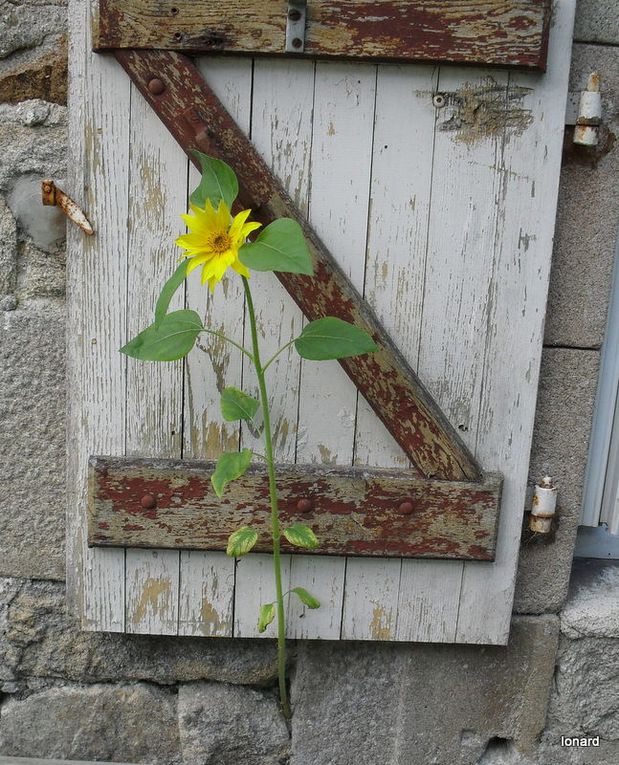 Album - jardin-de-la-grande-ourse