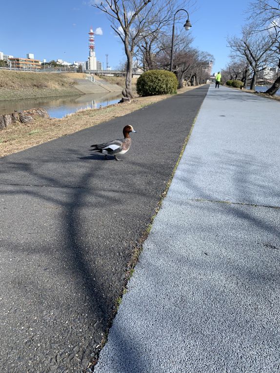 des Jean-Charles comme on les appelle avec Tony car ils font très guindés, un martin-pêcheur et même un cygne noir que je n’ai pas pu prendre en photo car … j’ai oublié l’appareil photo à l’hôtel et que mon portable ne permet pas de très belles photos de loin.