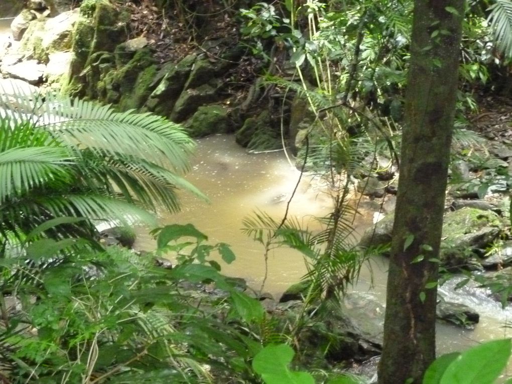 Album - Cairns---Rainforest.-Waterfalls--Beach