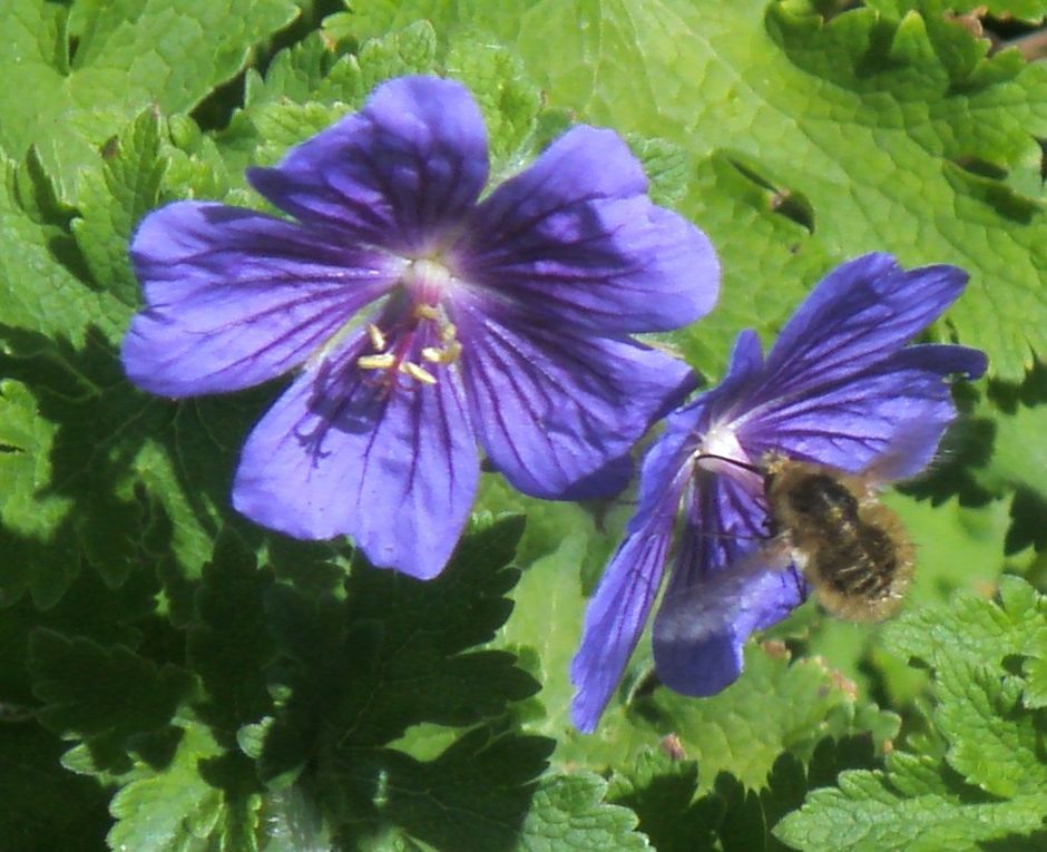 Album - autres-fleurs-de-jardin