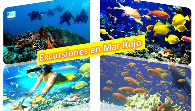 Excursiones en Mar Rojo 