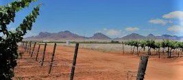 #Malbec  Producers Arizona Vineyards