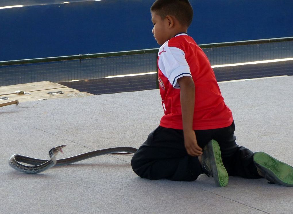 Le village du king cobra (province de Khon Kaen)