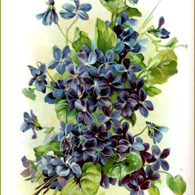 Cartes illustrées vintage fleurs - Violettes